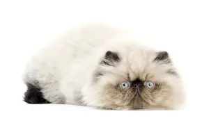 Persians Prints: Persian seal point kitten
