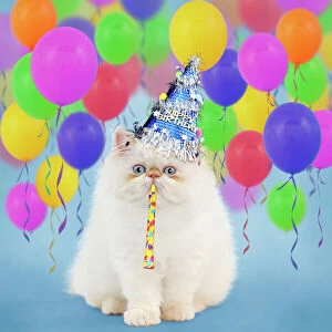 Persian Seal Point kitten wearing a Happy Birthday party Hat blowing a party popper