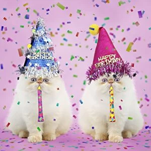 Persian Seal Point kittens wearing Happy Birthday party Hats and blowing party poppers