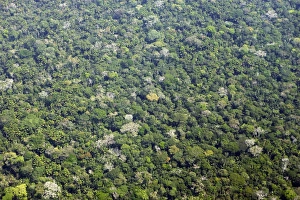 Images Dated 9th September 2006: Peru - Amazon Rainforest Manu Wildlife Reserve