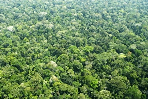 Images Dated 9th September 2006: Peru - Amazon Rainforest Manu Wildlife Reserve