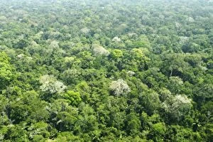 Images Dated 9th September 2006: Peru - Amazon Rainforest Manu Wildlife Reserve