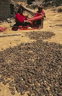 PERU - Potatoes drying in the sun. Chunio