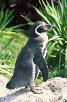 Peruvian / Humboldt Penguin