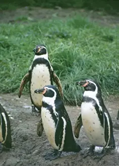 Peruvian / Humbolt Penguin SG 2016 Spheniscus humboldti © ARDEA LONDON