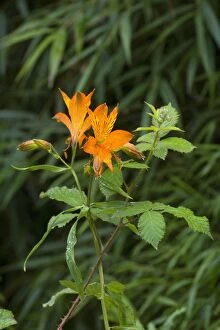 Peruvian Lily - Valdivian temperate rainforest