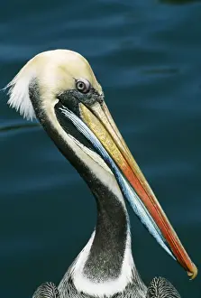 Chile Prints: Peruvian Pelican PS 9838 Portrait Pelacanus thagus © Peter Steyn / ardea. com
