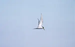 Peruvian Tern Peru