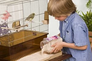 Canaries Gallery: Pet care - young boy preparing cage for canary