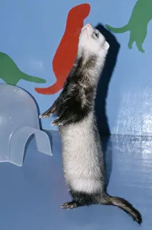 Pet Ferret standing on hind legs