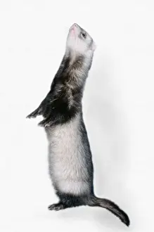 Ferrets Prints: Pet Ferret standing on hind legs