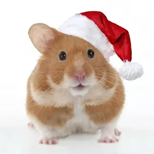 Manipulated Prints: Pet Hamster, looking cute wearing a red Christmas Santa hat