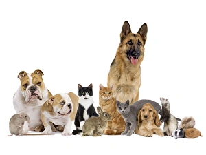 Images Dated 12th April 2012: Pet Lineup - mixed variety