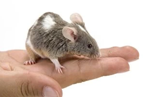 Images Dated 27th July 2006: Pet Mouse - in hand