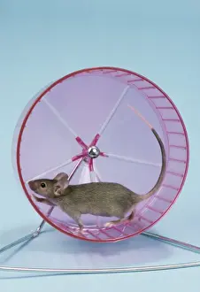 Equipment Prints: Pet Mouse JD 3827 © John Daniels / ARDEA LONDON