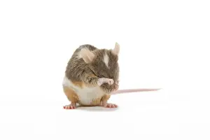 Pest Prints: Pet Mouse - in studio