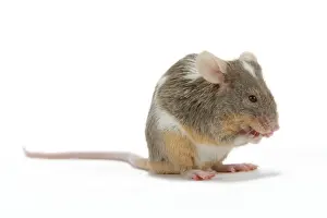 Pet Mouse - in studio