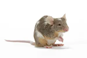 Pet Mouse - in studio
