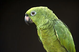 Oxford Gallery: Pet parrot Macushi people Yupukari village