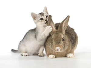 Pet rabbit with cute Burmilla kitten whispering in ear