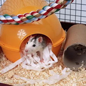 Cage Collection: Pet Rat In house / bed