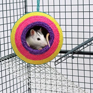Cage Collection: Pet Rat In a retreat