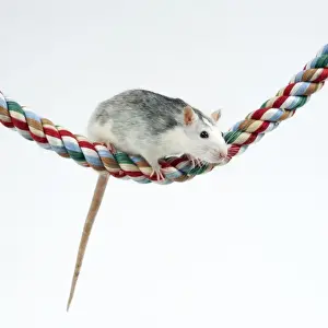 Small Pet Prints: Pet Rat On rope