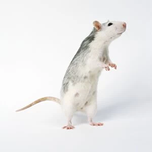 Pet RAT - standing on hind legs