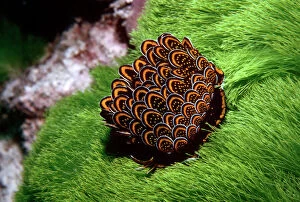 Petaled Nudibranch - The petals, if disturbed, can release a noxious viscous mucus