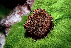 Petaled Nudibranch - The petals which can be realised if disturbed contain a noxious viscous mucus Great barrier Reef. Australia