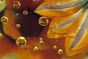 Bubble Gallery: Petals on Mylar reflective surface with