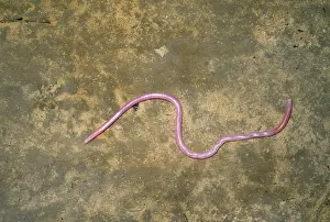 Peters Prints: Peter's Thread / Peter's Worm Snake