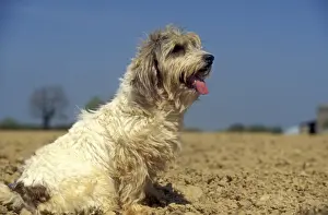 Petit Basset Griffon vendeen