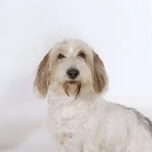 Scruffy Prints: Petit Griffon Vendeen Basset Dog JD 9101 © John Daniels / ARDEA LONDON