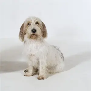 Scruffy Prints: Petit Griffon Vendeen Basset JD 9103 © John Daniels / ARDEA LONDON