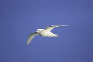petrel des neiges