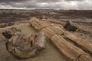 Images Dated 28th November 2006: Petrified Forest National Park, Arizona: fossil tree trunks from c