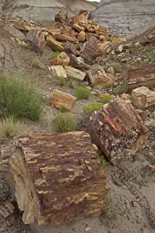 Petrified trees - Triassic period - 200-250 million years ago - Petrified forest National Park - Arizona - USA
