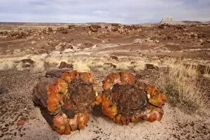 Images Dated 23rd February 2009: Petrified Wood - tree trunks lying scattered in the badlands - Petrified Forest National Park