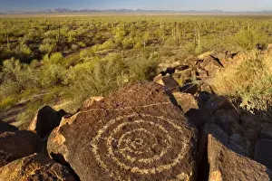 Carvings Prints: Petroglyphs in desert - ancient Petroglyphs and sonora desert with Saguaro Cacti