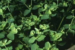 Images Dated 21st June 2005: Petty Spurge