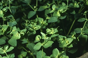 Images Dated 21st June 2005: Petty Spurge