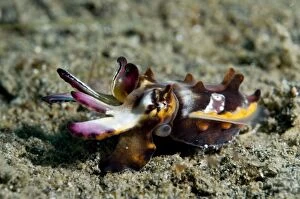 Images Dated 28th December 2006: Pfeffer's Flamboyant Cuttlefish