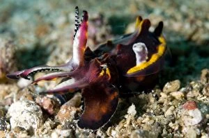 Images Dated 31st December 2006: Pfeffer's Flamboyant Cuttlefish