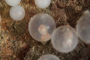 Shell Gallery: Pfeffer's Flamboyant Cuttlefish - embryo in egg