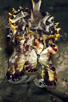 Puzzle Prints: Pfeffer's Flamboyant Cuttlefish - Indonesia
