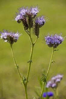 Images Dated 15th May 2008: Phacelia (Phacelia tanacetifolia), native in USA but widely grown as bee crop and in gardens