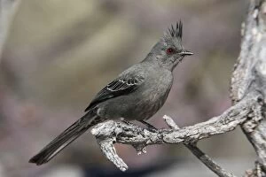 Images Dated 1st March 2007: Phainopepla