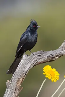 Phainopepla - adult male - Southeast Arizona in March - USA