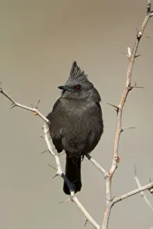 Phainopepla - female - january - Anza Borrego Desert - California - USA